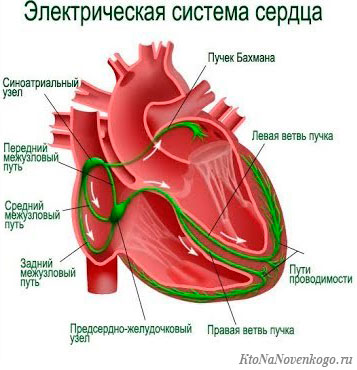 Система сердца