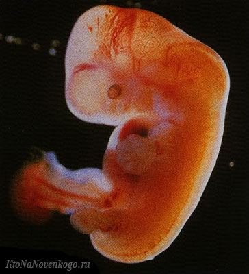ontogenez embrion