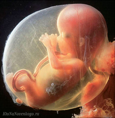 ontogenez placenta